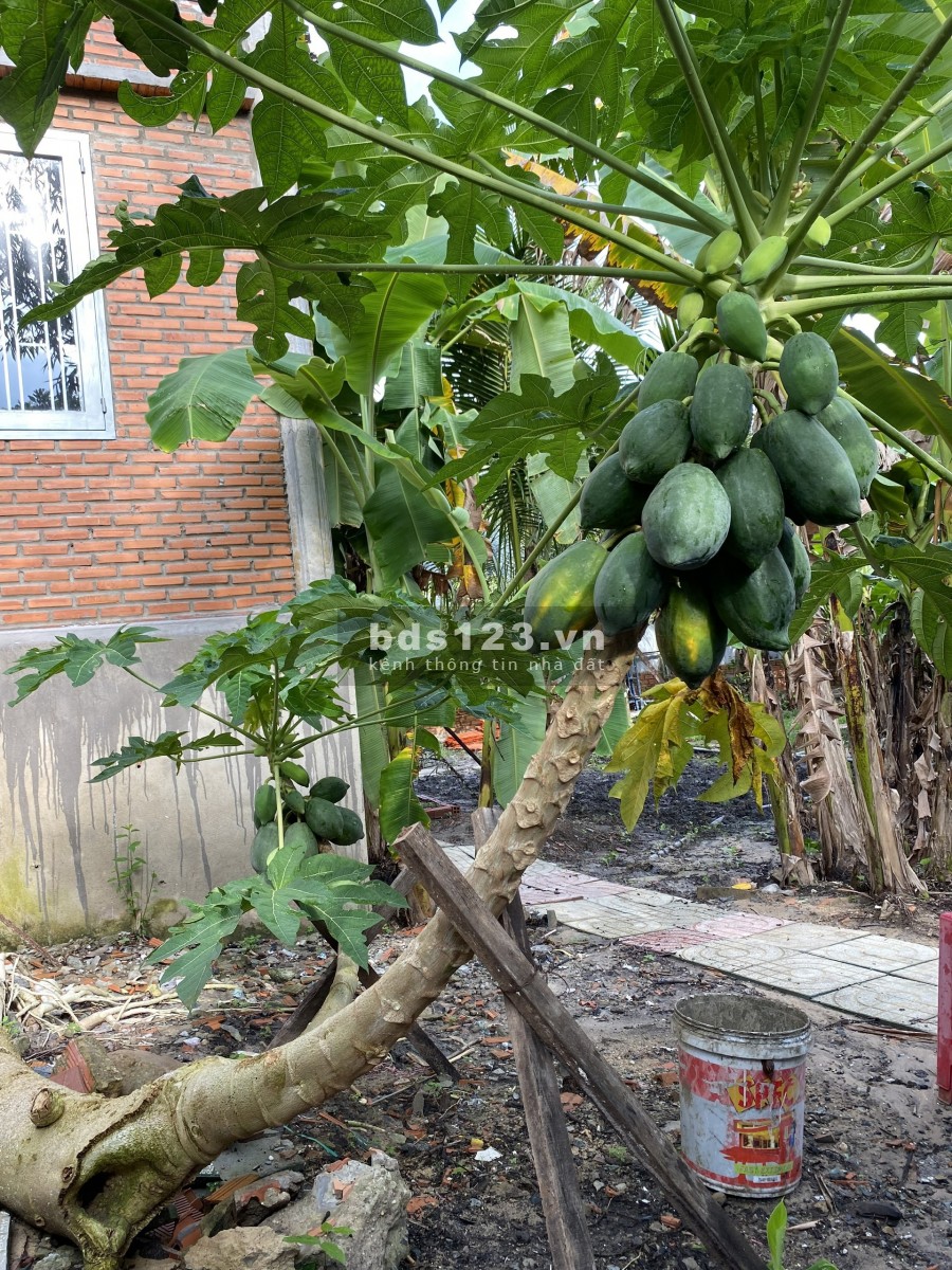 Cần bán nhà vườn nghĩ dưỡng xã Nhuận Đức có vườn cây ăn trái sẳn đầy đủ nhà ở kiên cố