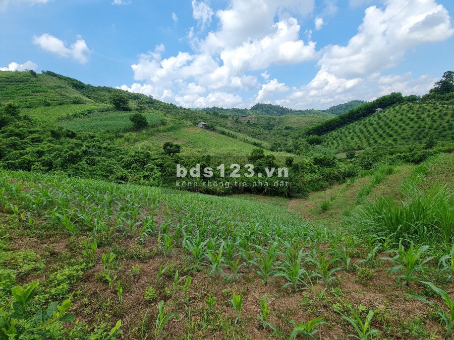 Cần bán lô đất 3000m rừng sản xuất địa thế bằng phẳng view cao thoáng tại Cao Phong, Hoà Bình