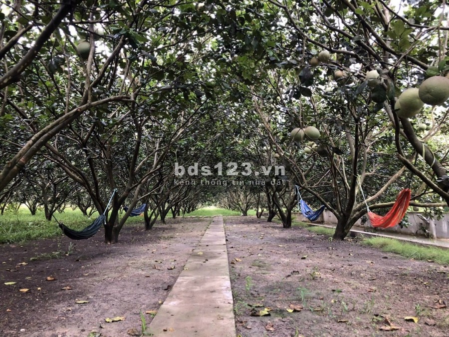 Cần bán nhà vườn view kênh Đông xã Trung Lập Thượng diện tích 8000m2 có nhà ở kiên cố