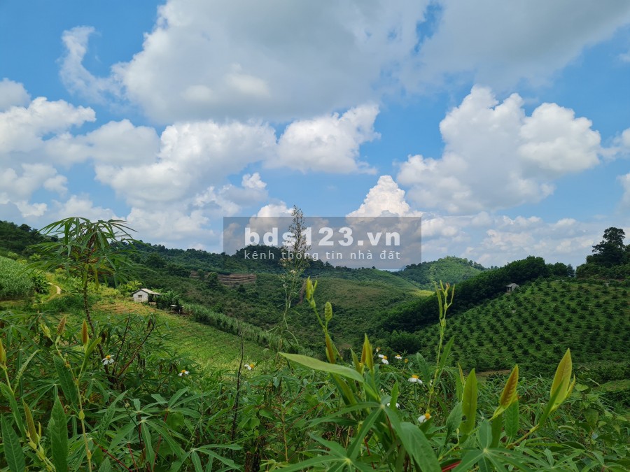 Cần bán lô đất 3000m rừng sản xuất địa thế bằng phẳng view cao thoáng tại Cao Phong, Hoà Bình