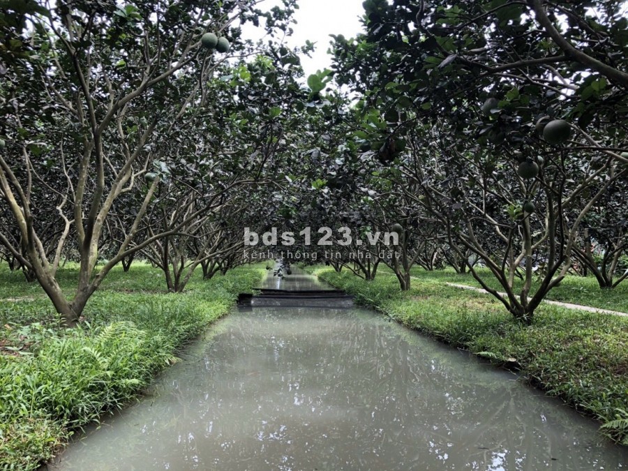 Cần bán nhà vườn view kênh Đông xã Trung Lập Thượng diện tích 8000m2 có nhà ở kiên cố
