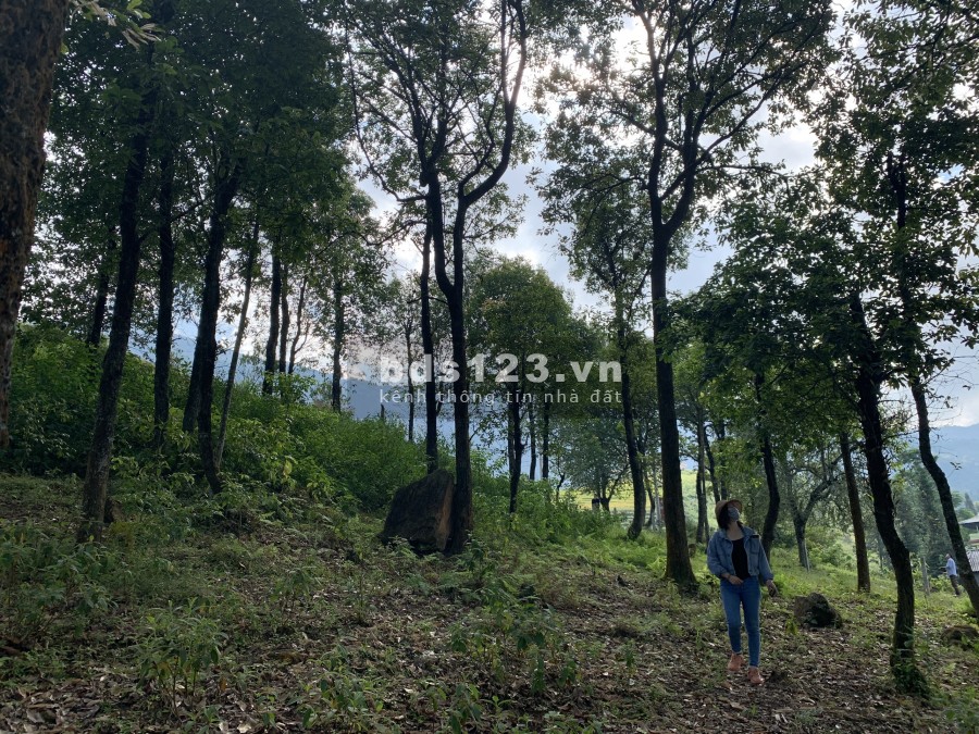 BĐS nghỉ dưỡng Y Tý-Sapa 2, sinh lời nhanh giá chỉ từ 1tr/m2 view ruộng bậc thang