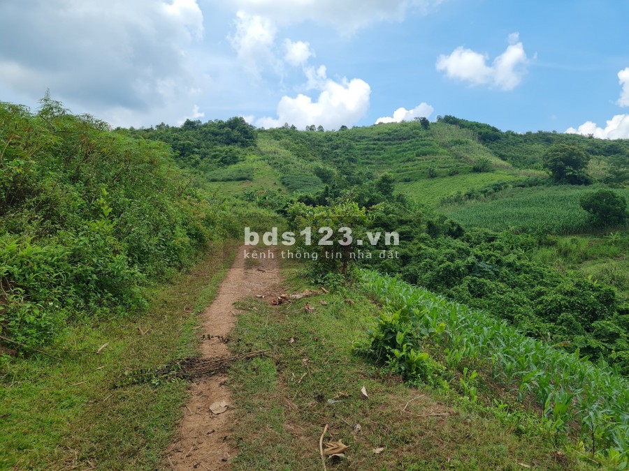 Cần bán lô đất 3000m rừng sản xuất địa thế bằng phẳng view cao thoáng tại Cao Phong, Hoà Bình