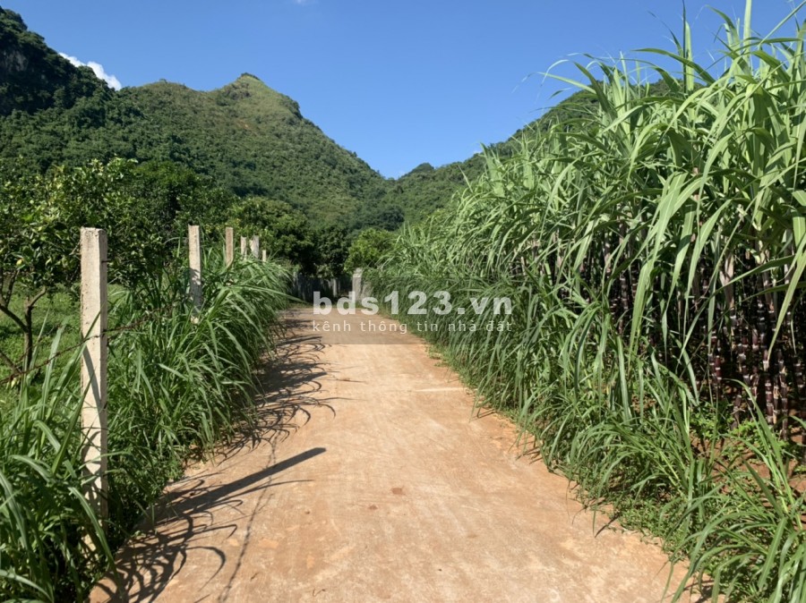 Cần bán lô đất diện tích 1200m2 full thổ cư tại xã Tân Phong Cao Phong Hòa Bình