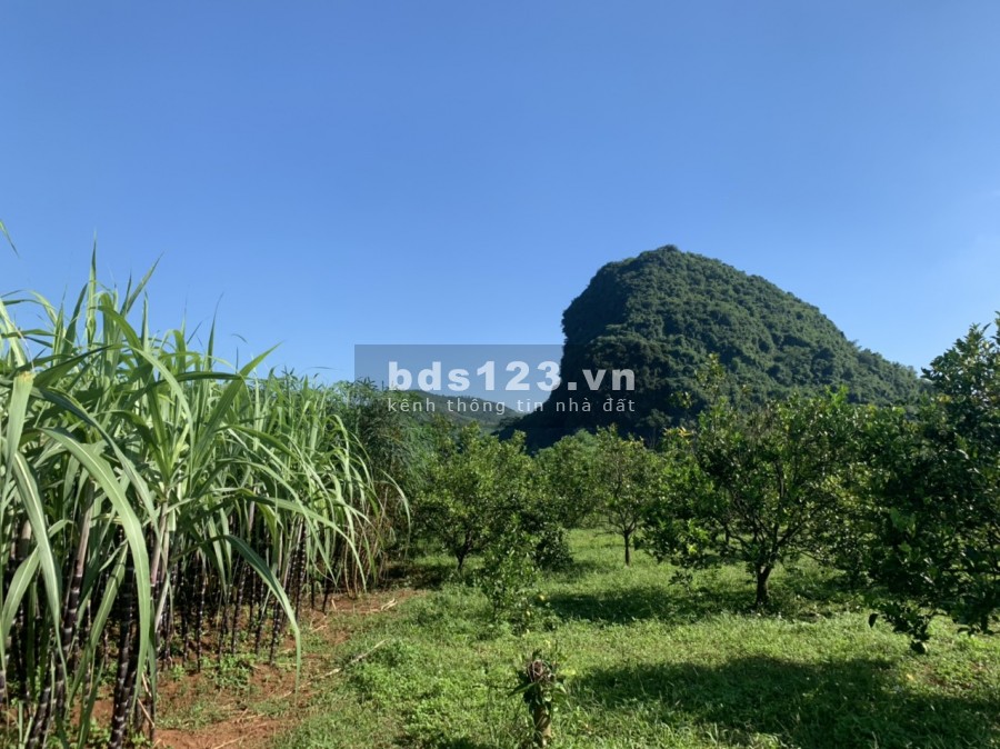 Cần bán lô đất diện tích 1200m2 full thổ cư tại xã Tân Phong Cao Phong Hòa Bình
