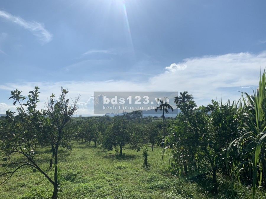 Cần bán lô đất diện tích 1200m2 full thổ cư tại xã Tân Phong Cao Phong Hòa Bình