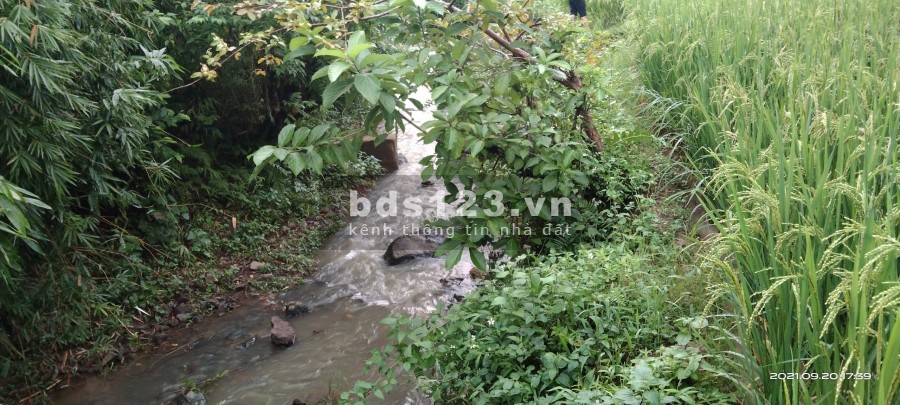 Bán lô đất diện tích 5558m2, full vườn cây ăn quả cực rẻ có tại Cao Phong, Hoà Bình