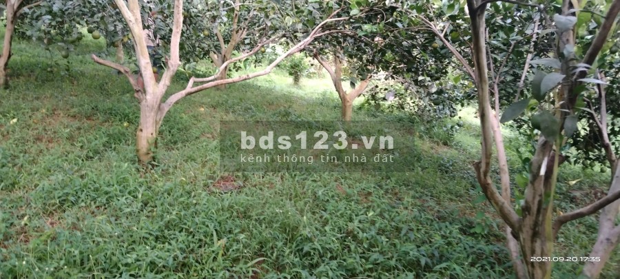 Bán lô đất diện tích 5558m2, full vườn cây ăn quả cực rẻ có tại Cao Phong, Hoà Bình