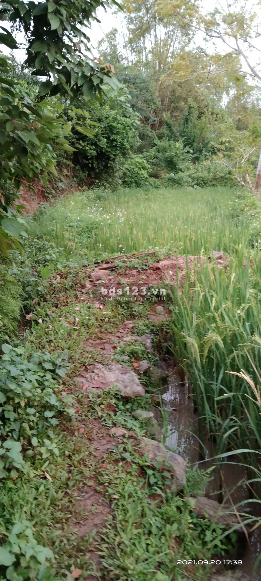 Bán lô đất diện tích 5558m2, full vườn cây ăn quả cực rẻ có tại Cao Phong, Hoà Bình