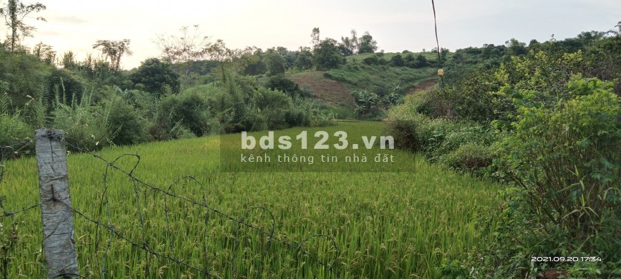 Bán lô đất diện tích 5558m2, full vườn cây ăn quả cực rẻ có tại Cao Phong, Hoà Bình