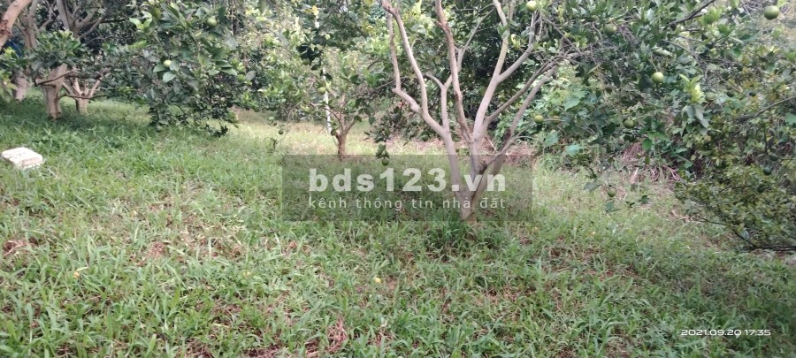 Bán lô đất diện tích 5558m2, full vườn cây ăn quả cực rẻ có tại Cao Phong, Hoà Bình