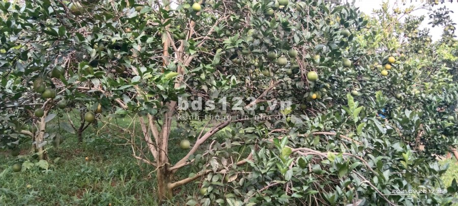 Bán lô đất diện tích 5558m2, full vườn cây ăn quả cực rẻ có tại Cao Phong, Hoà Bình