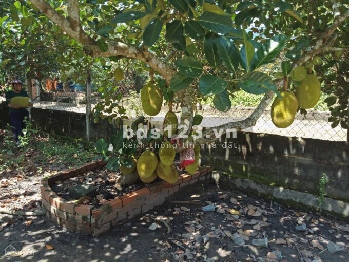 Cần bán đất + nhà vườn xã An Nhơn Tây Củ Chi 1/ đường Bến Đình vô 50m DT 4300m2 300thổ cư