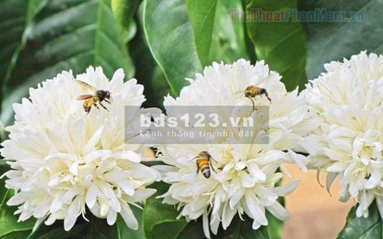Chính chủ gửi bán mảnh đất cực đẹp cực hấp dẫn mặt tiền Nguyễn An Ninh, lh 0785153616