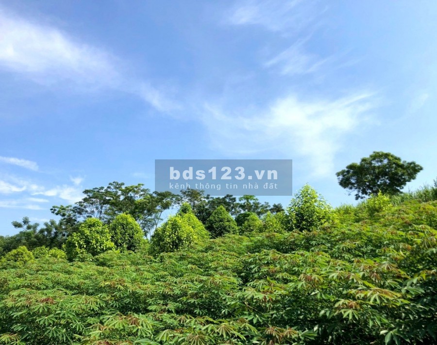 Bán nhanh mảnh đất diện tích 1150m2 có 500m2 thổ cư tại Mỹ…