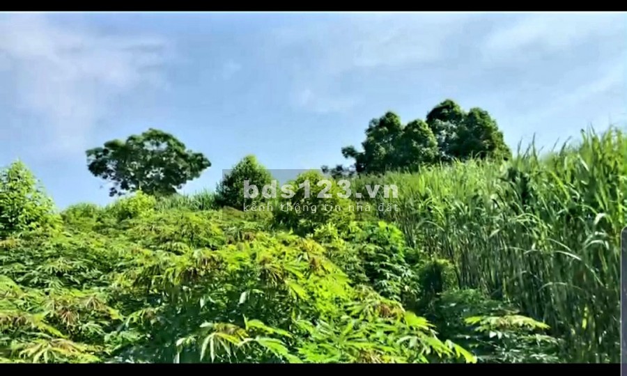 Bán nhanh mảnh đất diện tích 1150m2 có 500m2 thổ cư tại Mỹ…