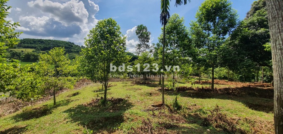 Bán nhanh lô đất đẹp bám suối tại Lạc Sơn với giá vài trăm triệu, đầy đủ pháp lý sang nhượng