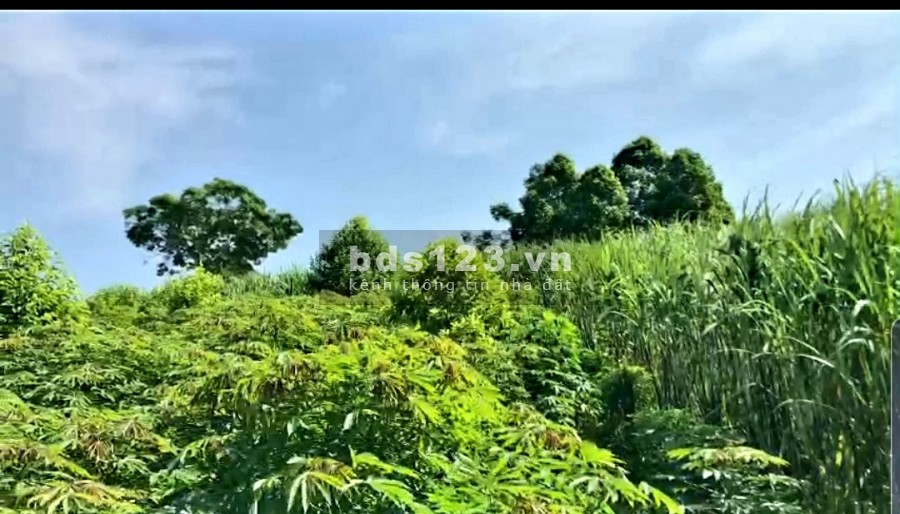 Bán nhanh mảnh đất diện tích 1150m2 có 500m2 thổ cư tại Mỹ…