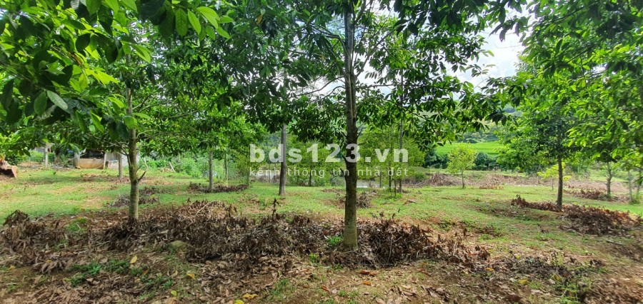 Bán nhanh lô đất đẹp bám suối tại Lạc Sơn với giá vài trăm triệu, đầy đủ pháp lý sang nhượng