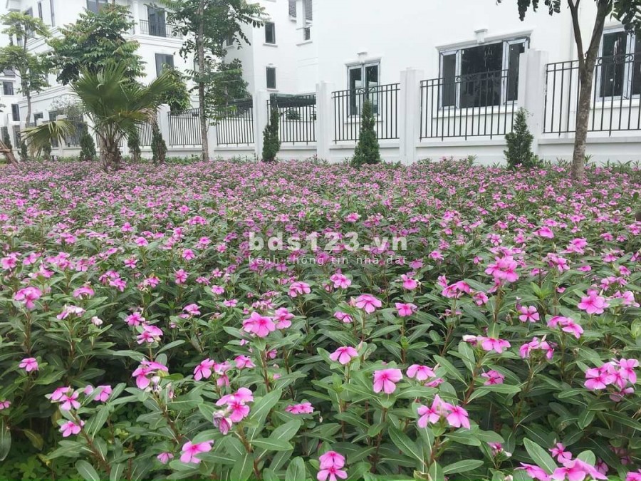 Cần bán liền kề diện tích sử dụng dt 156m2, tại khu đô thị Time Garden Vĩnh Yên, lh 0982535280