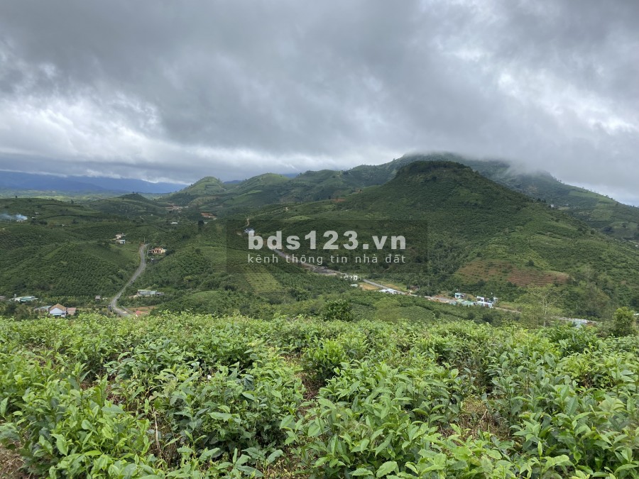 Bán vườn View đồi Xã Đại Lào tp Bảo Lộc - giá rẻ diện tích 8000m2, giá bán 450 nghìn/m2