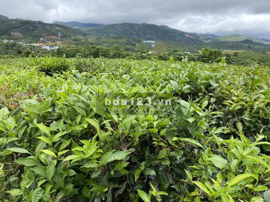 Bán vườn View đồi Xã Đại Lào tp Bảo Lộc - giá rẻ diện tích 8000m2, giá bán 450 nghìn/m2