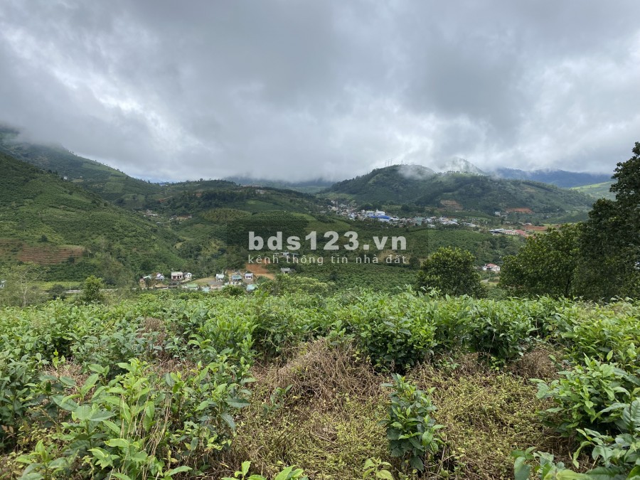 Bán vườn View đồi Xã Đại Lào tp Bảo Lộc - giá rẻ diện tích 8000m2, giá bán 450 nghìn/m2