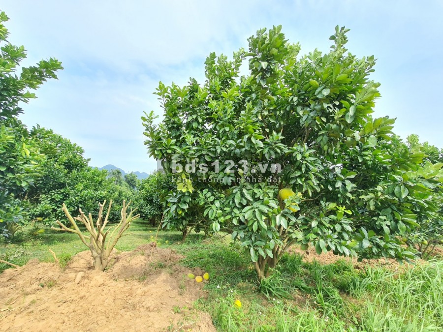 Siêu phẩm 4.500m2 có 1.500m2 thổ cư bám Sông Bôi tuyệt đẹp giá bán 3.3 tỷ, sổ sẵn