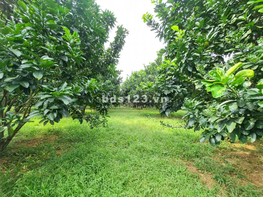 Siêu phẩm 4.500m2 có 1.500m2 thổ cư bám Sông Bôi tuyệt đẹp giá bán 3.3 tỷ, sổ sẵn