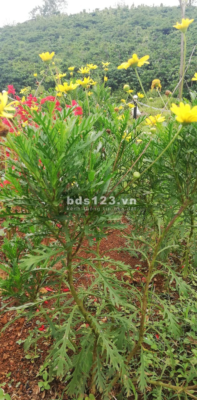 Đất mặt tiền đường Tản Đà diện tích sử dụng 360m2 giá 2 tỷ liên hệ xem đất 0785153616