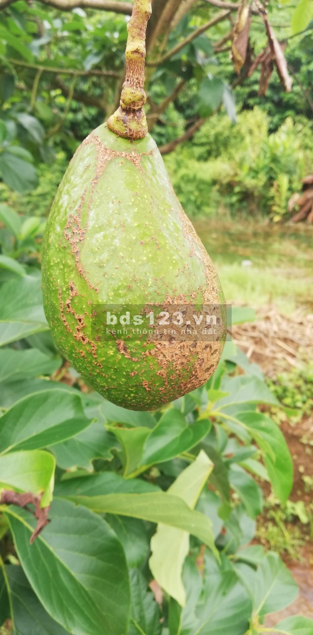Đất mặt tiền đường Tản Đà diện tích sử dụng 360m2 giá 2 tỷ liên hệ xem đất 0785153616