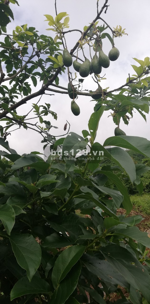 Đất mặt tiền đường Tản Đà diện tích sử dụng 360m2 giá 2 tỷ liên hệ xem đất 0785153616