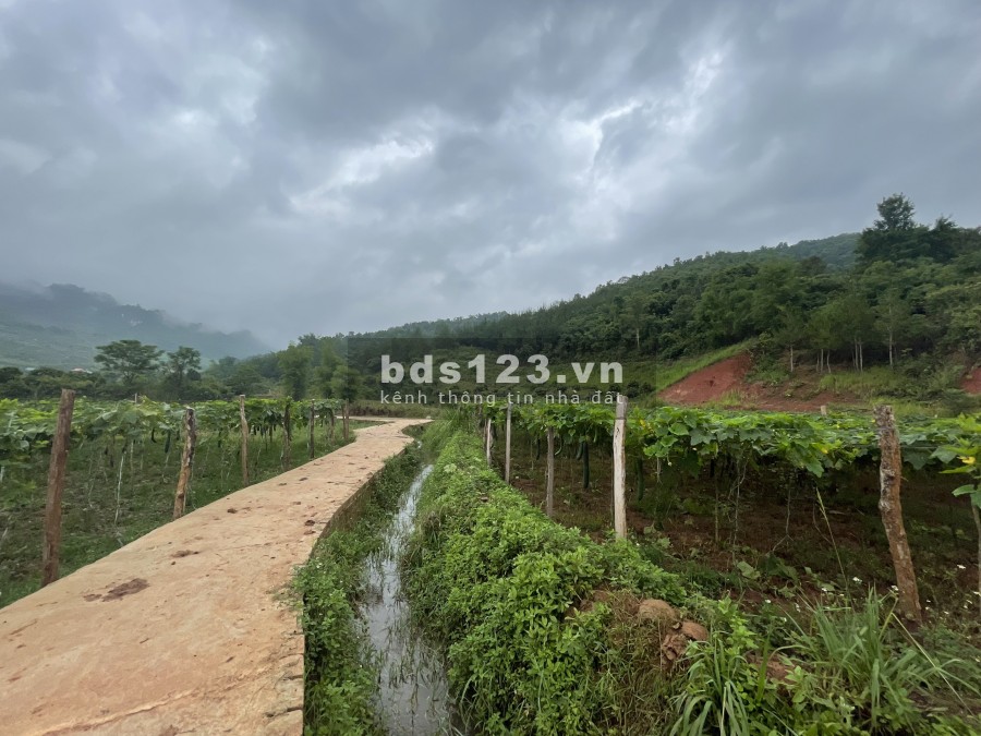 Bán lô diện tích 5444m2 đất tại Mộc Châu thích hợp làm homestay giá tốt đầu tư sinh lời