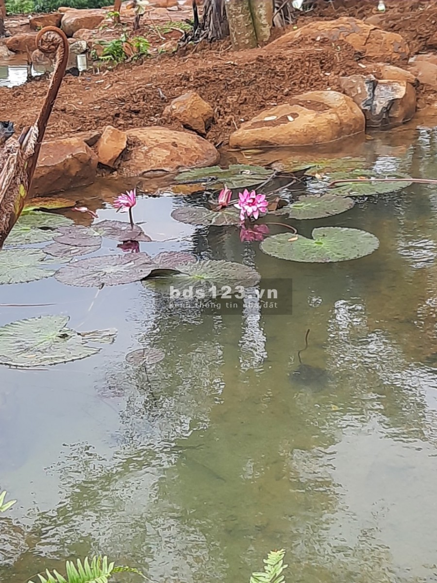 Chính chủ cần bán miếng đất tâm huyết gần khu dân cư liên hệ 0784171416 sổ sẵn chính chủ