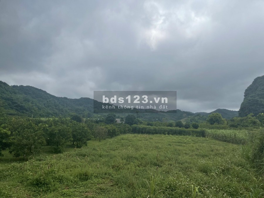 Bán gấp diện tích sử dụng 4530m2 full đất ở, đường rộng tại Cao Phong, lh 0968729955