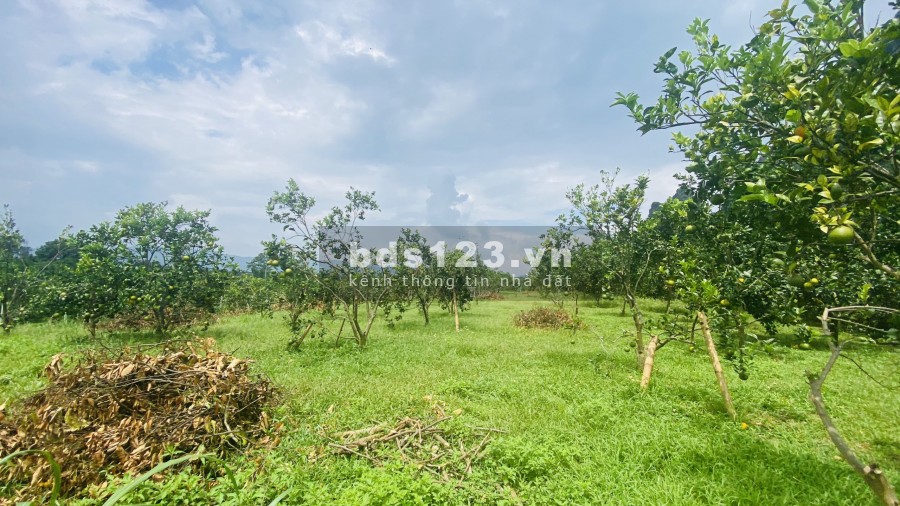 Bán gấp diện tích sử dụng 4530m2 full đất ở, đường rộng tại Cao Phong, lh 0968729955