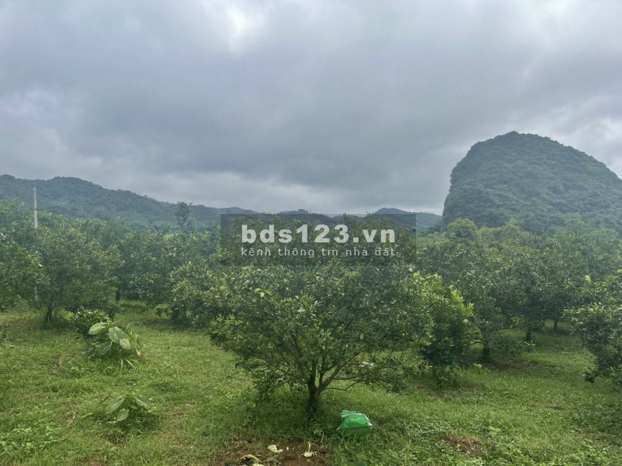 Bán gấp diện tích sử dụng 4530m2 full đất ở, đường rộng tại Cao Phong, lh 0968729955