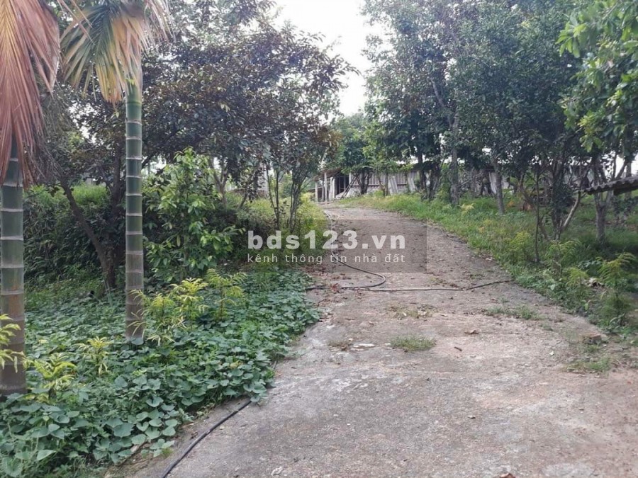 Bán trang trại tặng vườn trái cây giá hấp dẫn giá bán chỉ 5.1 tỷ diện tích sử dụng 10,000m2