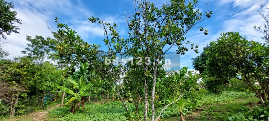 Bán trang trại tặng vườn trái cây giá hấp dẫn giá bán chỉ 5.1 tỷ diện tích sử dụng 10,000m2