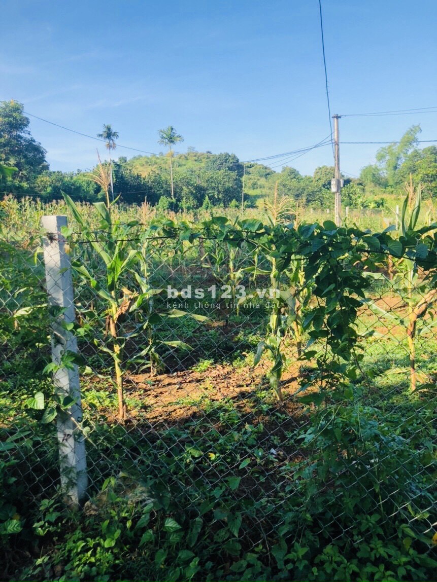 Bán gấp lô đất góc ba mặt tiền diện tích 1350m có 1000m thổ cư tại Cao Phong-Hòa Bình
