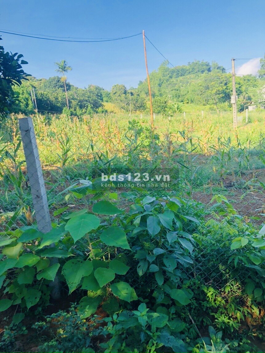Bán gấp lô đất góc ba mặt tiền diện tích 1350m có 1000m thổ cư tại Cao Phong-Hòa Bình
