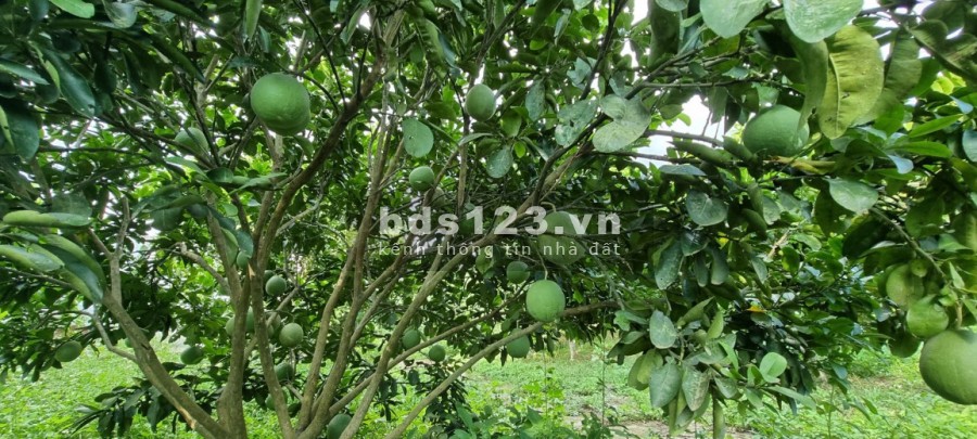 Cần bán khuôn vườn bưởi và nhà cấp 4 với giá chỉ vài trăm triệu tại Cao Phong giá thoả thuận