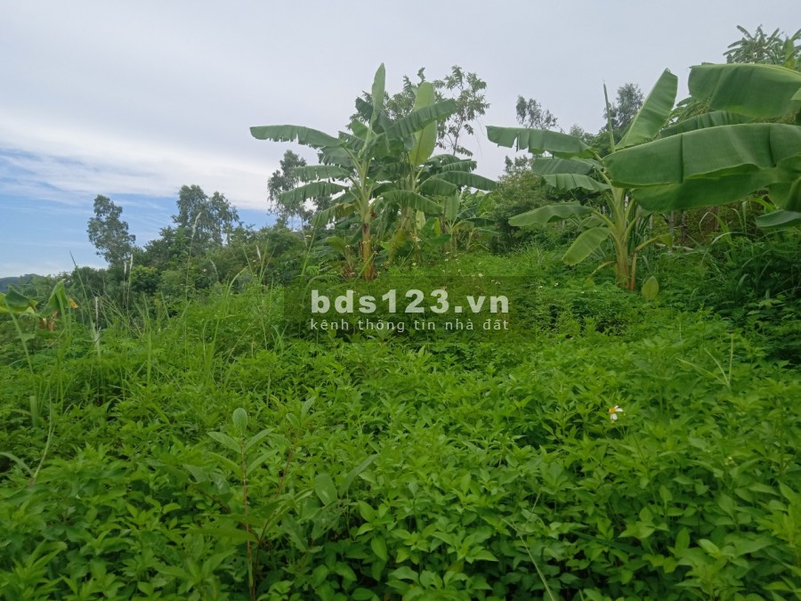 Em gửi quý anh chị nhà đầu tư lô đất rộng 2100m2 view ruộng bậc thang tại Cao Phong Hòa Bình.
