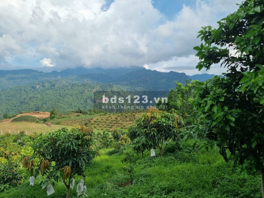 Cần bán lô đất vàng trong làng BĐS chỉ có tại Mộc Châu, pháp lý rõ ràng bao sang tên ngay