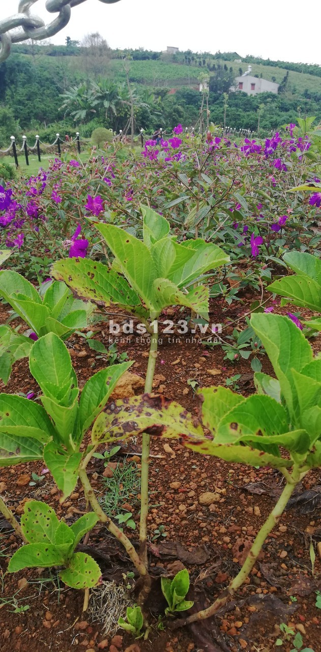 Bán nhanh mảnh đất diện tích 12X30m, 100% thổ cư, sổ hồng riêng tại Bảo Lộc giá 1.5 tỷ, thương lượng