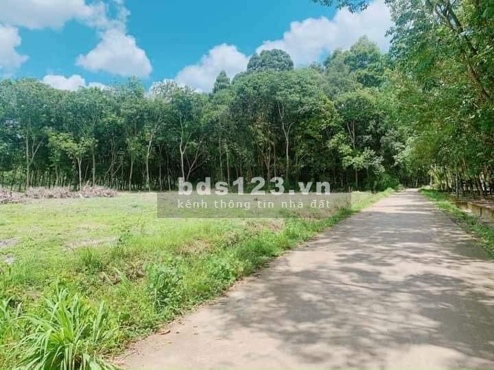 Chính chủ cần bán lô đất ấp 4 Minh Hưng Chơn Thành Bình Phước giá rẻ hơn thị trường 100tr
