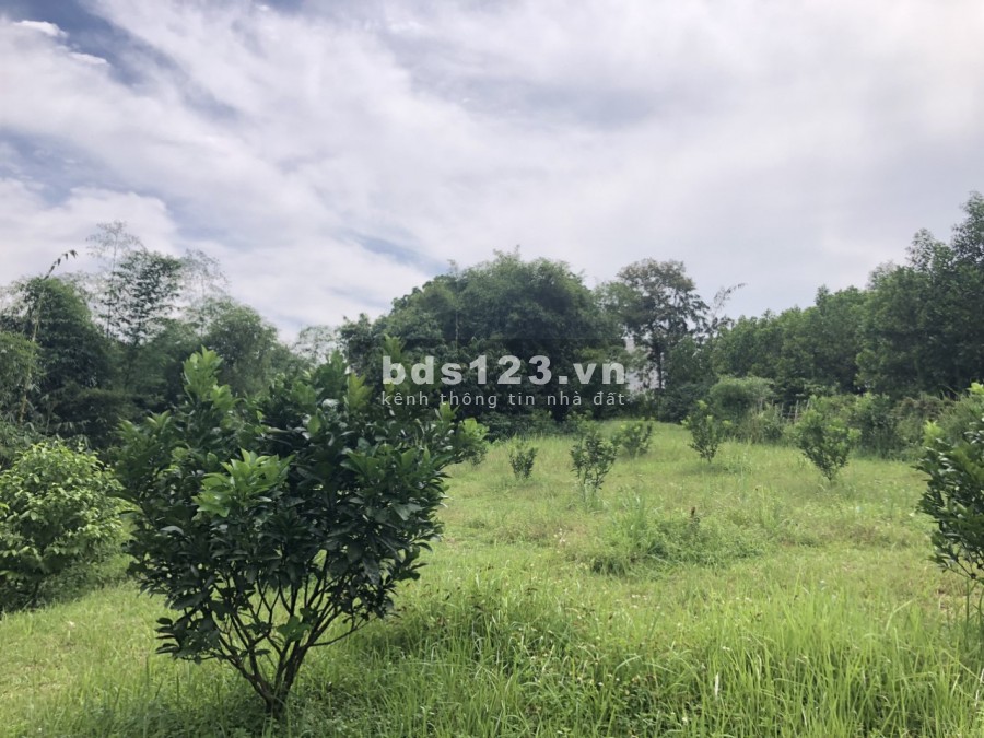 Bán siêu phẩm 6000m bám suối lớn view sông tại Lỗ Sơn - Tân Lạc giá bán 1.2 tỷ, lhcc