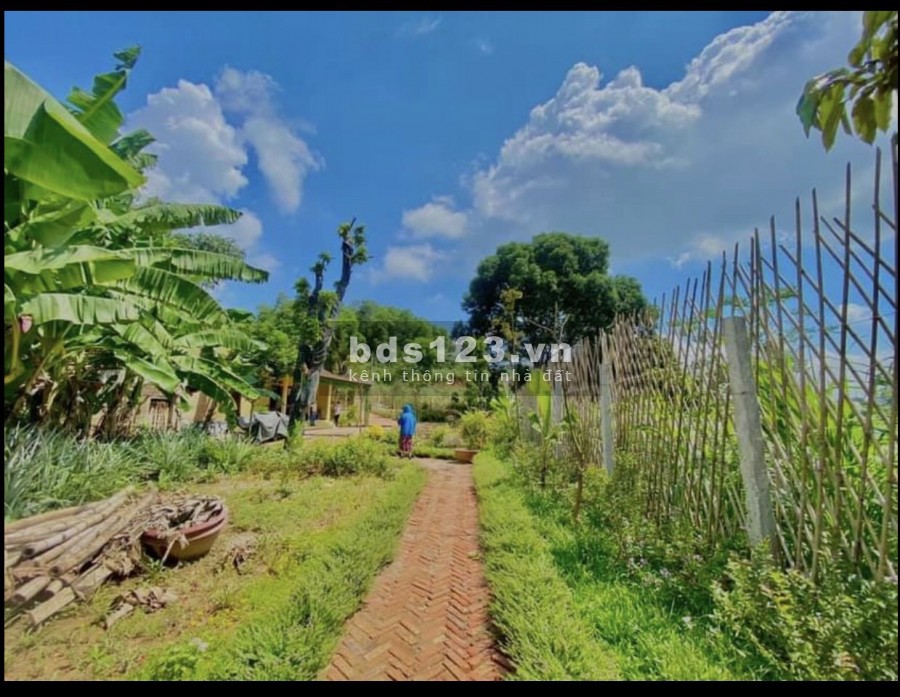 Nông trại vui vẻ 2790m2 giá rẻ đang chờ đón các vị đại gia về tránh dịch tại ba vì Hà Nội