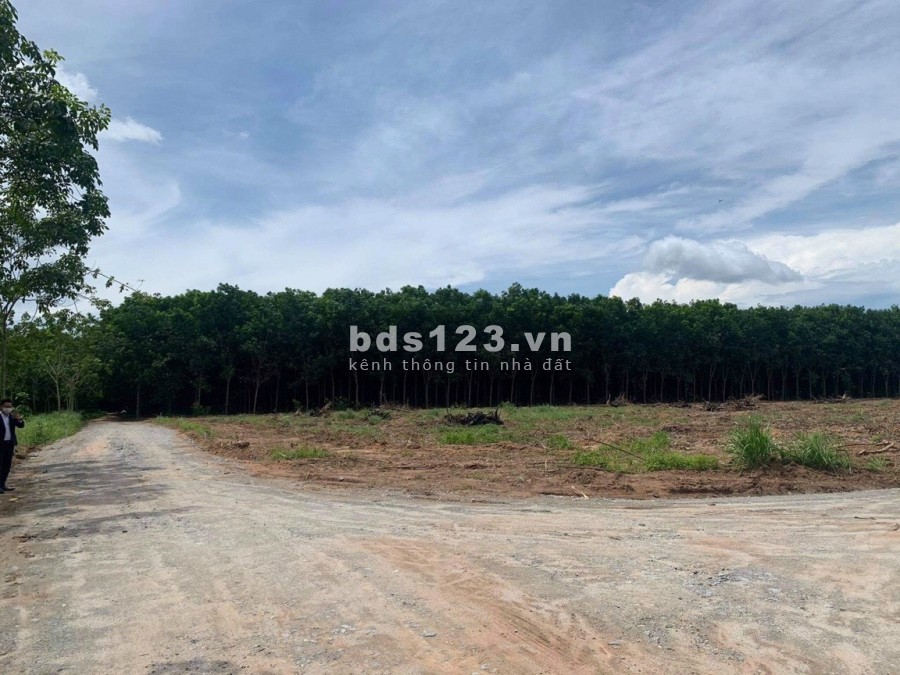 Qua dịch ông anh nhờ ra lô đất 1000m2 lên thổ cư được ngộp gần xỉu pháp lý đầu đủ