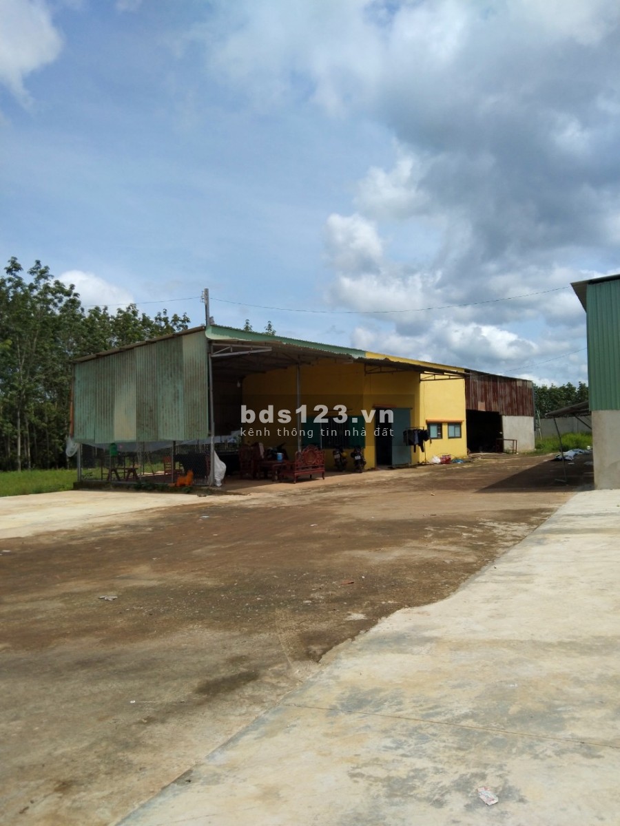 Bán nhà xưởng mặt đường DT753 Tân Phước, Đồng Phú, Bình Phước sổ hồng chính chủ